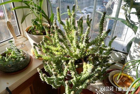 串錢多肉怎樣扦插_多肉錢串怎么繁殖_多肉錢串串怎么繁殖