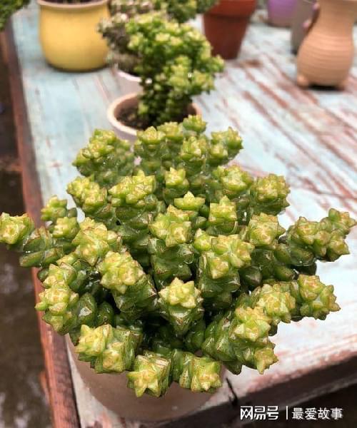 多肉錢串串怎么繁殖_多肉錢串怎么繁殖_串錢多肉怎樣扦插