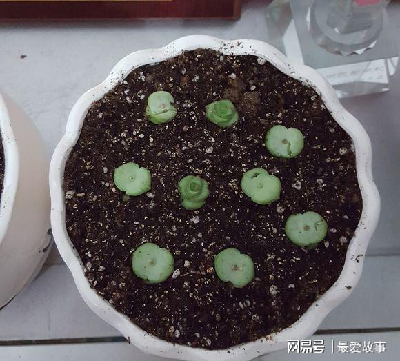 多肉錢串怎么繁殖_串錢多肉怎樣扦插_多肉錢串串怎么繁殖