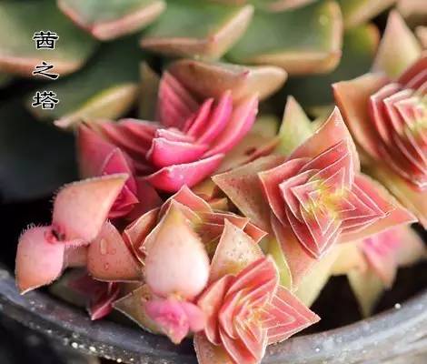 多肉串錢的種植方法_串錢多肉怎樣扦插_多肉錢串怎么繁殖