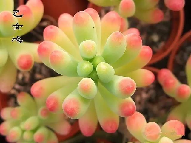 多肉錢串怎么繁殖_多肉串錢的種植方法_串錢多肉怎樣扦插