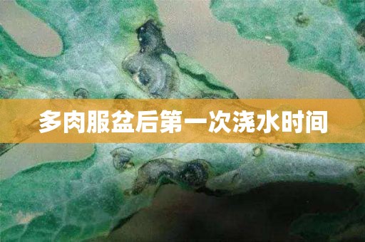 多肉服盆后第一次澆水時間