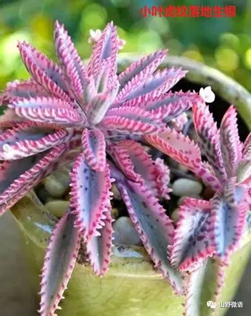 落地生根多肉植物有毒嗎_落地生根多肉植物_多肉落地生根