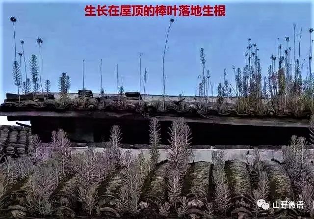 多肉落地生根_落地生根多肉植物_落地生根多肉植物有毒嗎