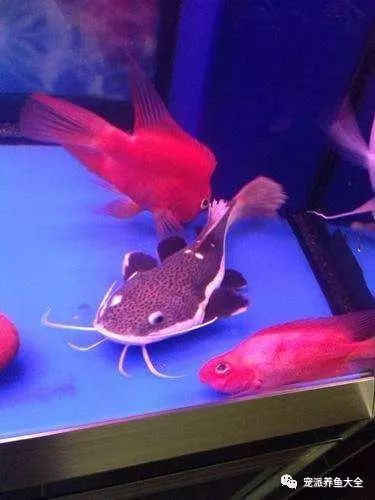 觀賞中型漂亮魚品種_好看的中型觀賞魚_最漂亮的中型觀賞魚