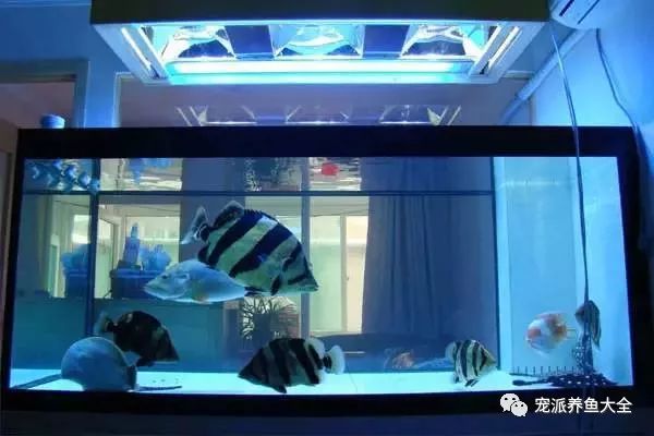 最漂亮的中型觀賞魚_觀賞中型漂亮魚品種_好看的中型觀賞魚