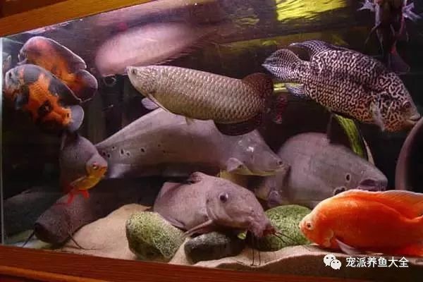 觀賞中型漂亮魚品種_最漂亮的中型觀賞魚_好看的中型觀賞魚
