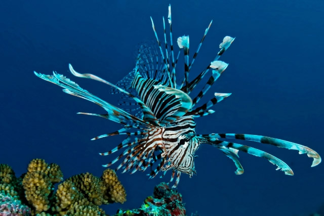 十大最漂亮的海水觀賞魚