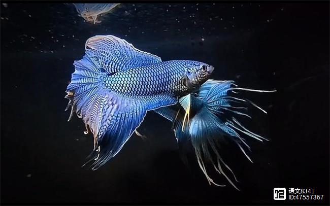 觀賞品種魚有哪些品種_觀賞魚有哪些品種_觀賞魚有多少品種