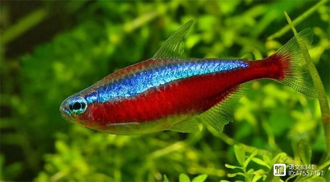 觀賞魚有多少品種_觀賞魚有哪些品種_觀賞品種魚有哪些品種