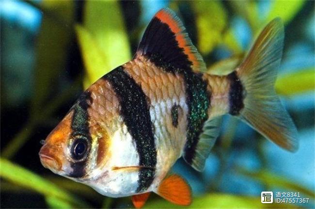 觀賞品種魚有哪些品種_觀賞魚有多少品種_觀賞魚有哪些品種