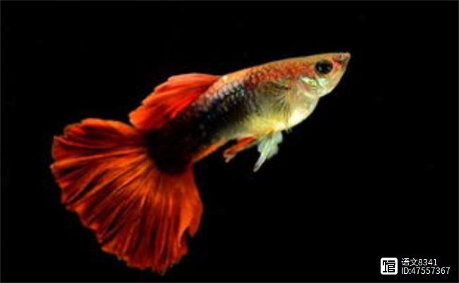 觀賞品種魚有哪些品種_觀賞魚有多少品種_觀賞魚有哪些品種