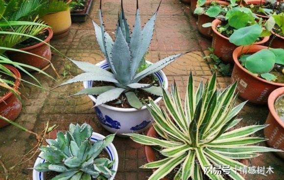 怕曬多肉有哪些_不怕曬的多肉_多肉曬太陽有什么好處