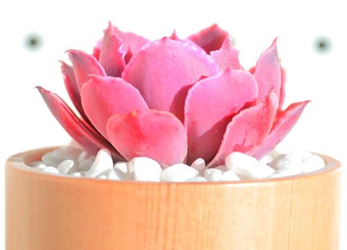 多肉怕太陽(yáng)曬嗎