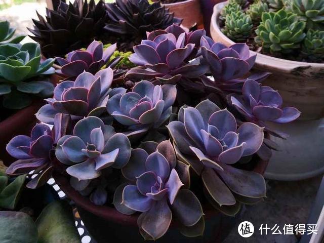 5種多肉“臉皮特厚”，不怕曬不怕雨，也不用擔(dān)心會(huì)“掛掉”