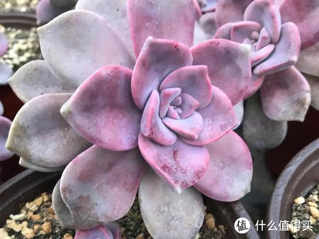 5種多肉“臉皮特厚”，不怕曬不怕雨，也不用擔(dān)心會(huì)“掛掉”