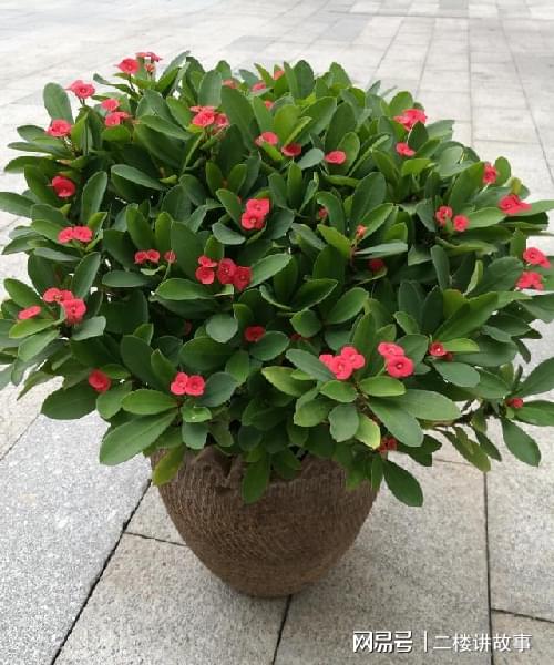 不怕曬的多肉_多肉曬太陽有什么好處_怕曬多肉有哪些