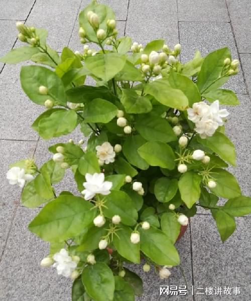 不怕曬的多肉_怕曬多肉有哪些_多肉曬太陽有什么好處