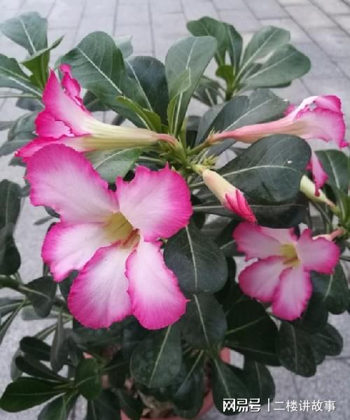 怕曬多肉有哪些_不怕曬的多肉_多肉曬太陽有什么好處