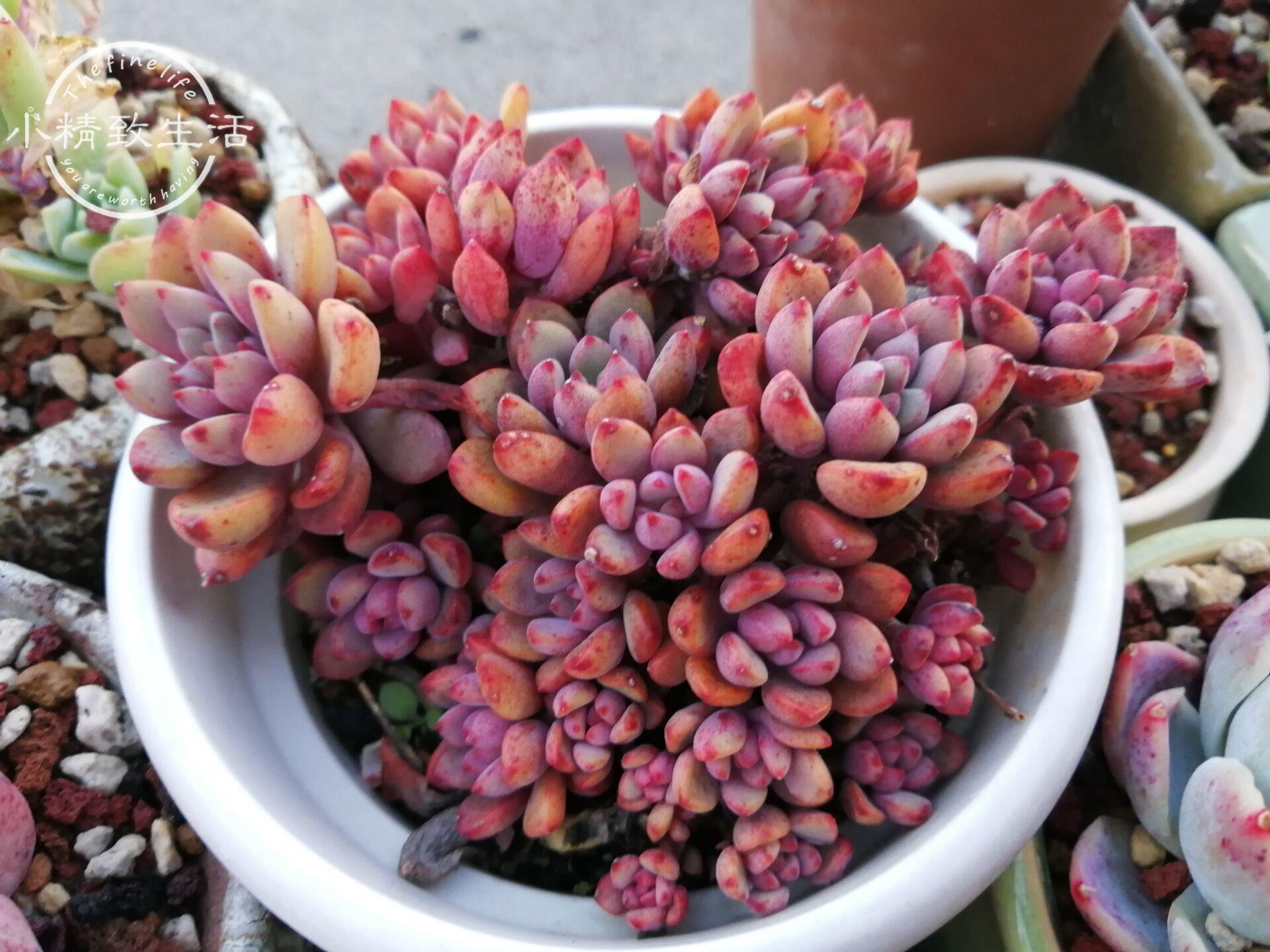 多肉長須根出很多芽怎么辦_多肉長須根出很多葉子_多肉長出很多須根