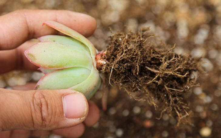 多肉長須根出很多葉子_多肉長出很多須根_多肉長須根出很多芽怎么辦