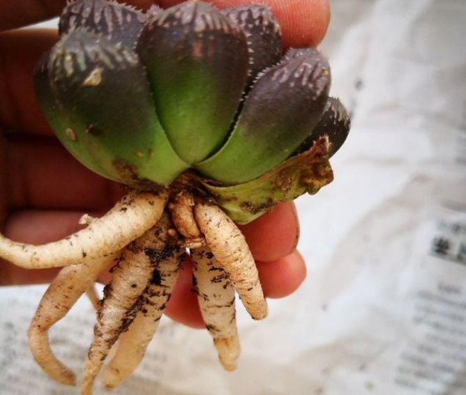 多肉長須根出很多芽怎么辦_多肉長出很多須根_多肉長須根出很多葉子