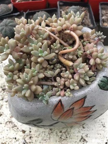 多肉這個部位冒須根，實則是在發信號！