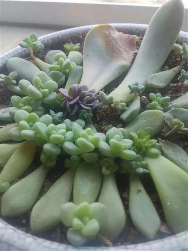 多肉葉插，側躺要比平鋪更容易“扎根”！