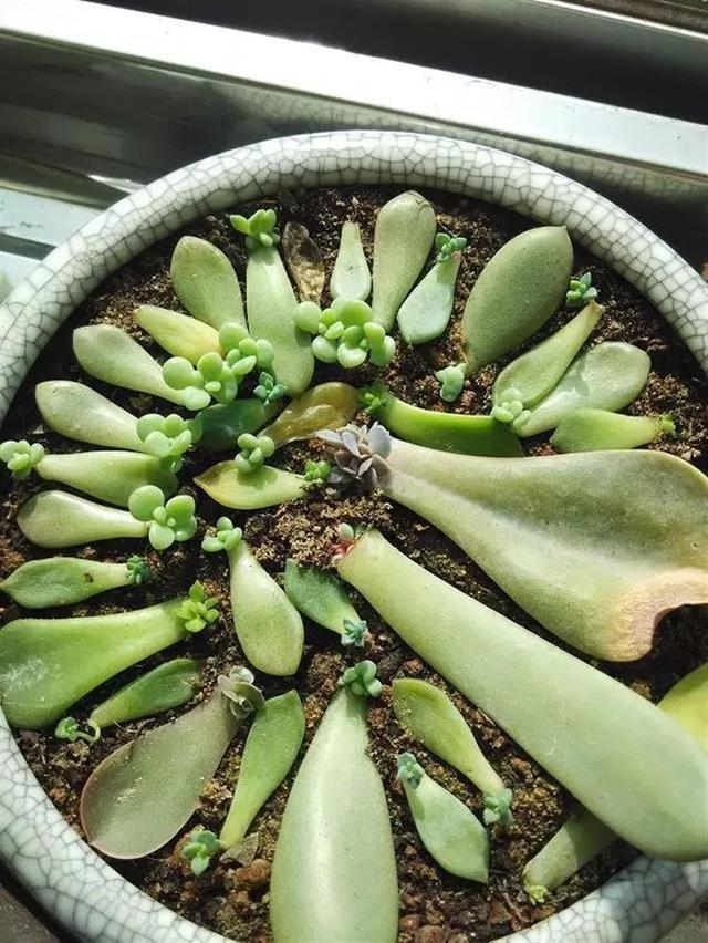 多肉葉插，側躺要比平鋪更容易“扎根”！