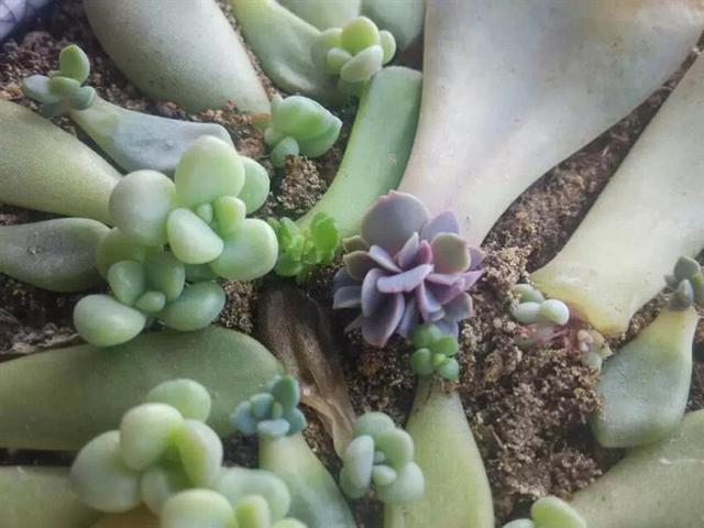 多肉葉插，側躺要比平鋪更容易“扎根”！