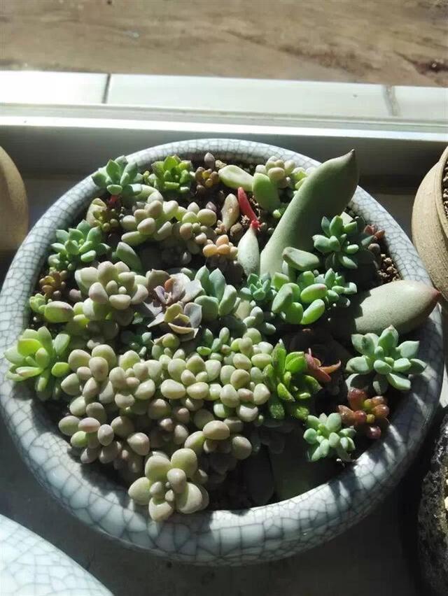 多肉葉插，側躺要比平鋪更容易“扎根”！