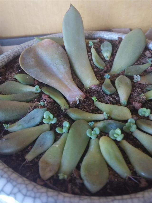 多肉葉插，側躺要比平鋪更容易“扎根”！