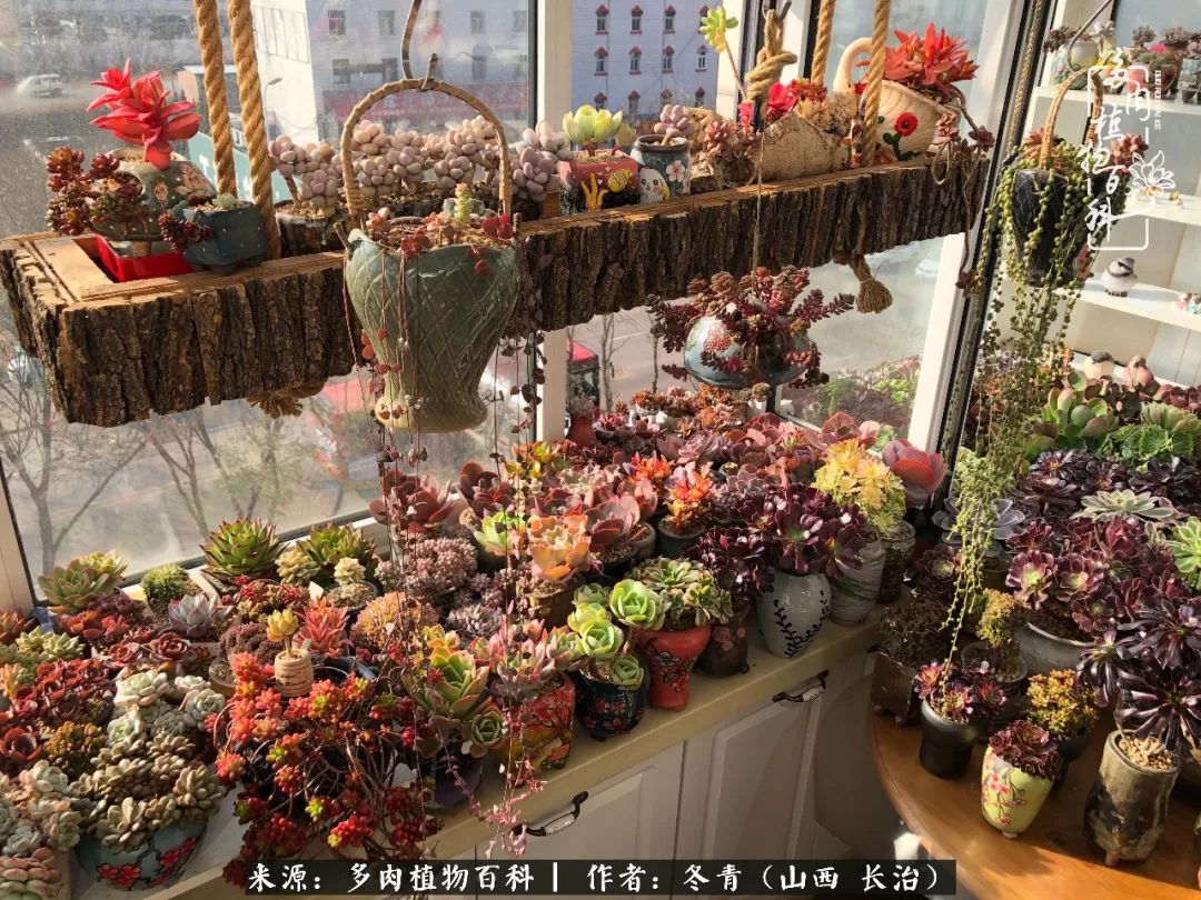 陽臺養(yǎng)多肉4年，總結(jié)出的各種多肉養(yǎng)護(hù)問題及處理方法！