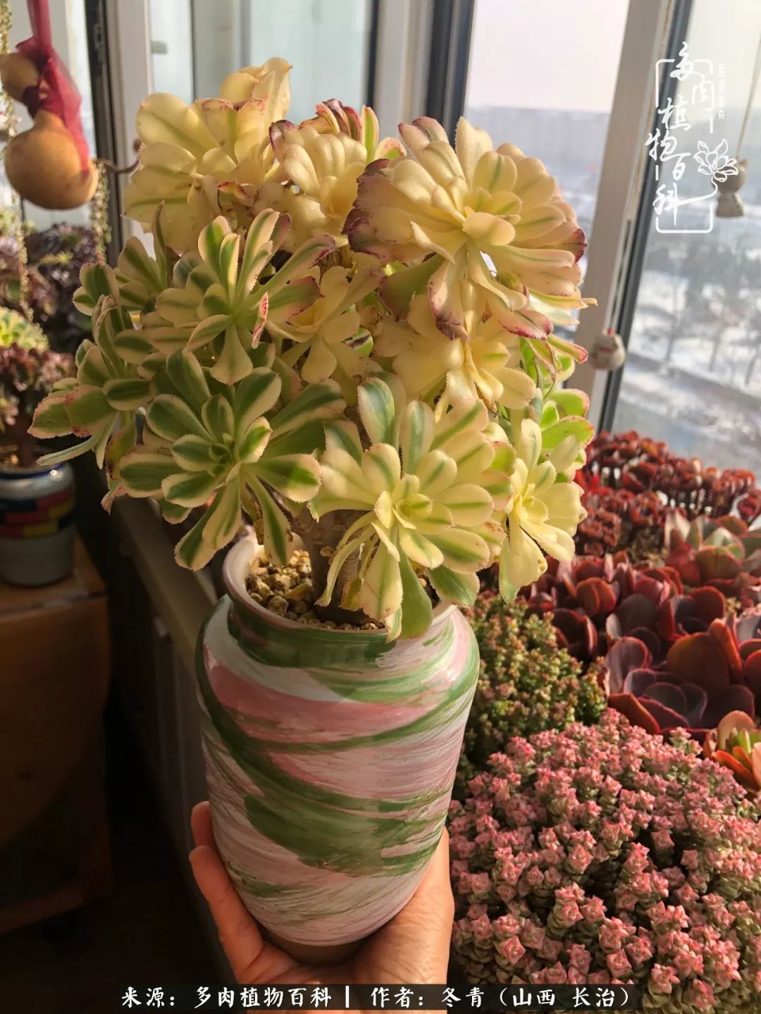 多肉長(zhǎng)出很多須根_多肉長(zhǎng)出很多須根_多肉長(zhǎng)出很多須根