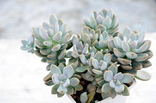 養多肉4年，盤點5種“夏不死”的多肉，太陽越曬顏色越好看