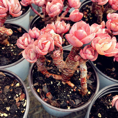 不喜歡陽光的多肉_陽光多肉喜歡什么肥料_多肉是不是都喜歡陽光