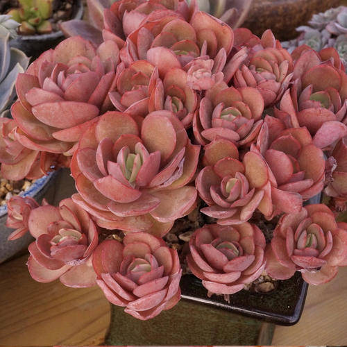 陽光多肉喜歡什么肥料_多肉是不是都喜歡陽光_不喜歡陽光的多肉