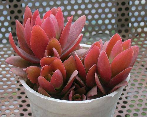 多肉是不是都喜歡陽光_陽光多肉喜歡什么肥料_不喜歡陽光的多肉