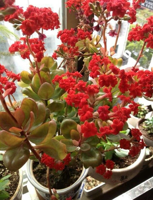 多肉植物的養(yǎng)護方法之——長壽花