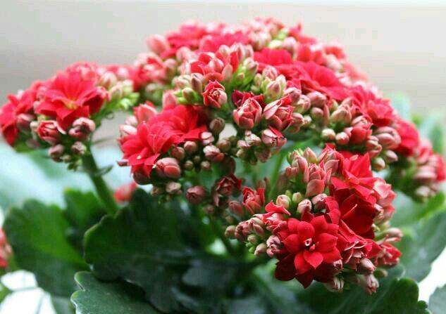 長壽多肉花屬于什么植物_長壽多肉品種_長壽花屬于多肉嗎