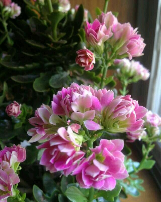 長壽多肉花屬于什么植物_長壽花屬于多肉嗎_長壽多肉品種