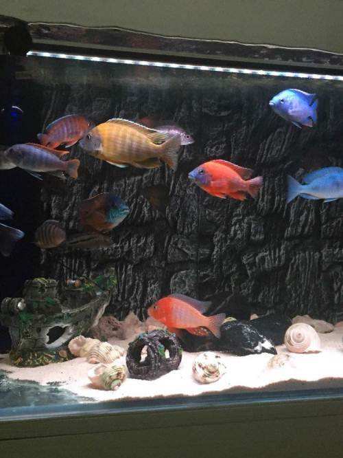 觀賞魚養(yǎng)什么好看_什么魚好養(yǎng)觀賞魚_觀賞魚好養(yǎng)活嗎