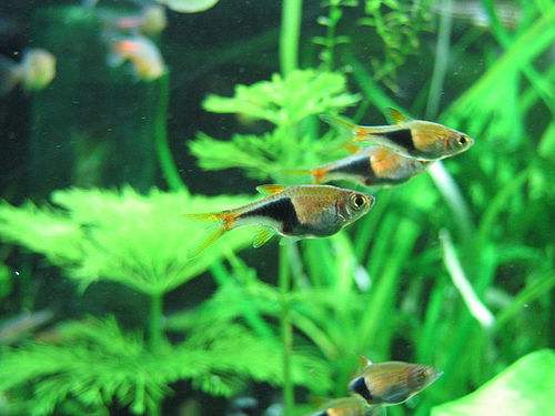 觀賞魚養(yǎng)什么好看_什么魚好養(yǎng)觀賞魚_觀賞魚好養(yǎng)活嗎