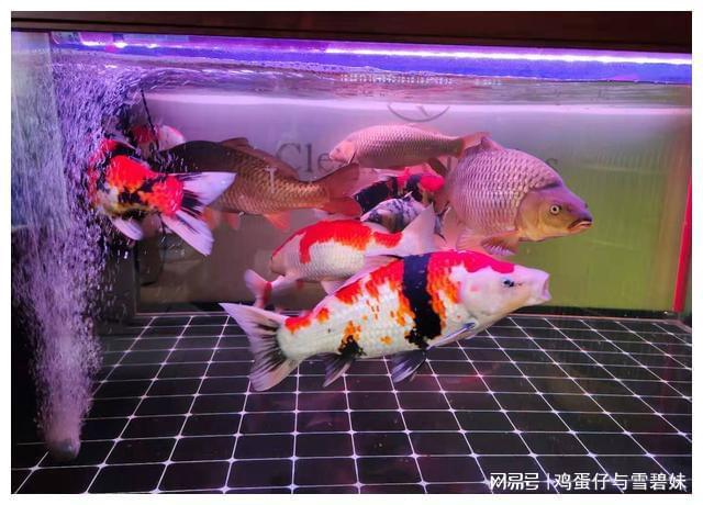 新到家的觀賞魚常見品種，都容易出現(xiàn)哪些疾病，怎么辦？