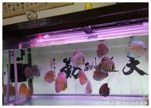 白色的觀賞魚有哪些_觀賞白色魚有哪些品種_白色的觀賞魚