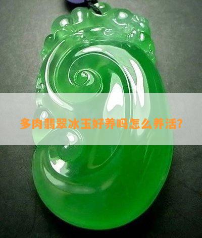 多肉翡翠冰玉好養嗎怎么養活？