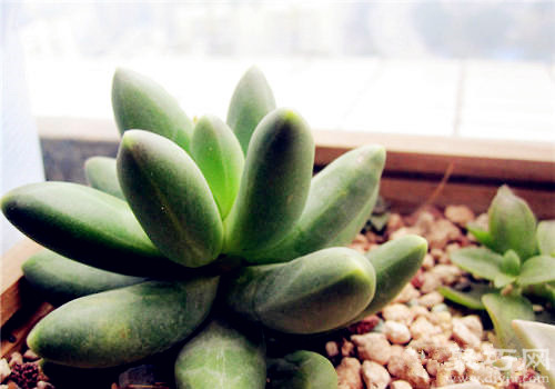 多肉千代田之松的養(yǎng)殖方法及繁殖方法