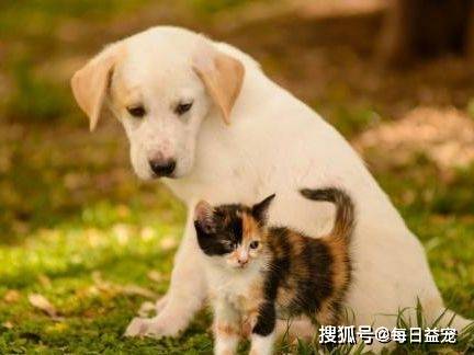 養狗狗花錢嗎_養狗一個月大概要花多少錢_養狗花費的錢多嗎