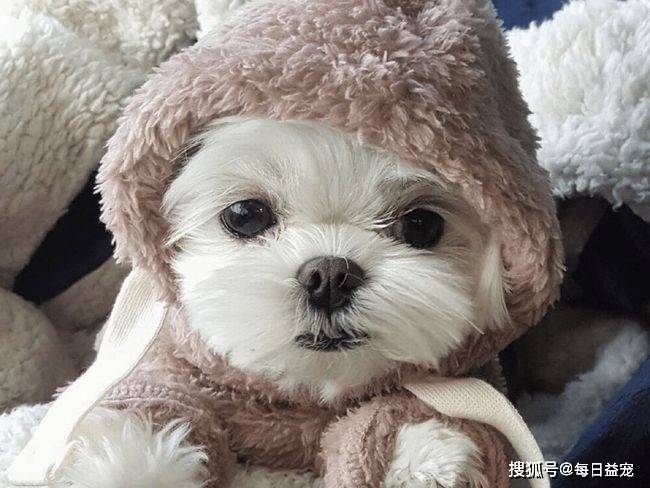 養狗狗花錢嗎_養狗一個月大概要花多少錢_養狗花費的錢多嗎