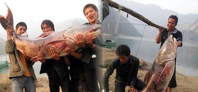 大型淡水觀賞魚_觀賞淡水魚大型品種_淡水中大型觀賞魚